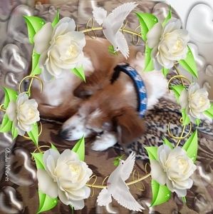 Meet your Posher, Dan